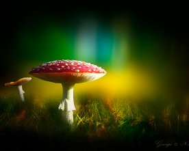Fliegenpilze Mushroom Bokeh – Makrofotografie Digital Art