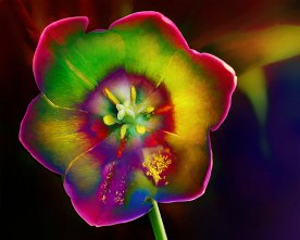 Regenbogen Tulpen Blüte – Farbige Digital Art