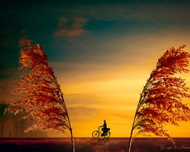 Schilf am Weg – Naturfotografie Digital Art