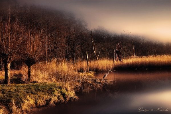 Heron at the Reed Pond srgb – Natur-Landschaften Fotografie | George Nevrela