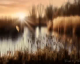 Schilfteich Reed Pond 276w
