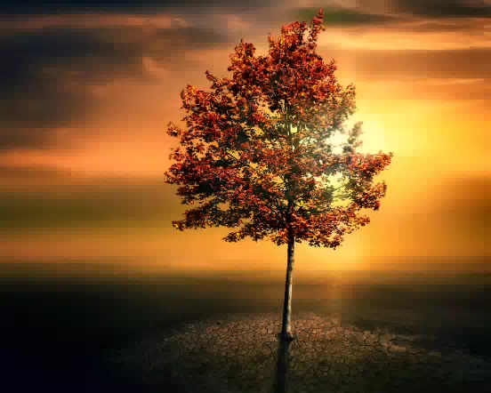 Solitaire Tree 552w