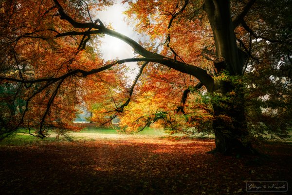 Vivid Tree – Natur-Landschaften Fotografie | George Nevrela