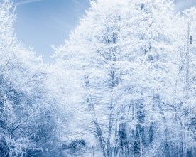 Winter Impression mit Fischreiher – Tierfotografie im Schnee