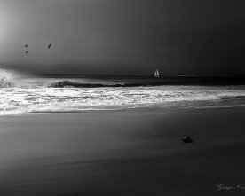 Coconut Beach Schwarz-Weiss – Palmen am Strand