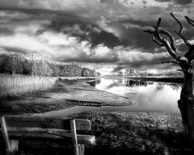 Schilf am Ufer der Lesum – Schwarz-Weiss Naturfotografie Bremen