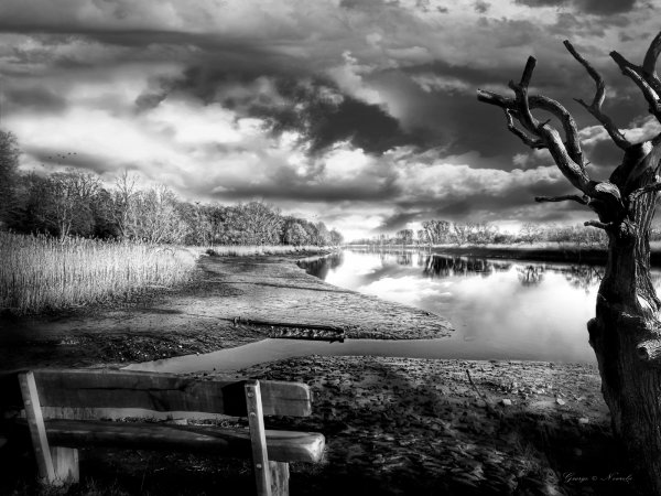 Schilf am Ufer der Lesum – Natur-Meer Fotografie | George Nevrela