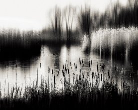 Schilfufer Schwarz-Weiss – Natur-Fotografie